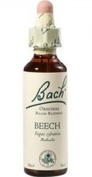 Beech - Bach