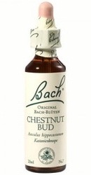 Chestnut Bud - Bach