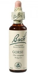 Gorse - Bach