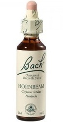 Hornbeam - Bach