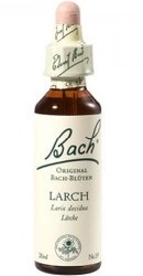 Larch - Bach