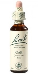 Oak - Bach