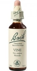 Vine - Bach