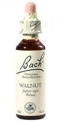 Walnut - Bach