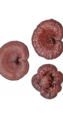 Reishi Ganoderma Pudra Organica - Evertrust