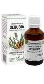 Extract din mladite de sequoia