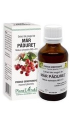 Extract din muguri de MAR PADURET – PlantExtrakt