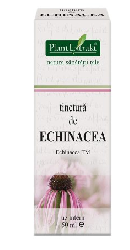 tinctură de echinaceea pentru prostatită